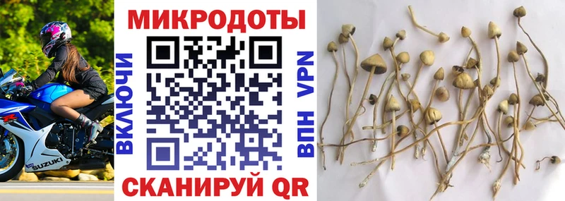 Галлюциногенные грибы Psilocybine cubensis  Купить где  Хилок 